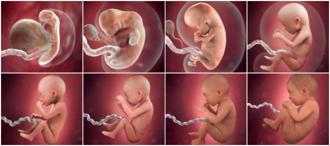 Определение срока беременности при ультразвуковом генетическом скрининге в 11-14 недель